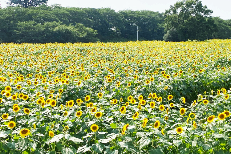 権現堂ひまわり散歩