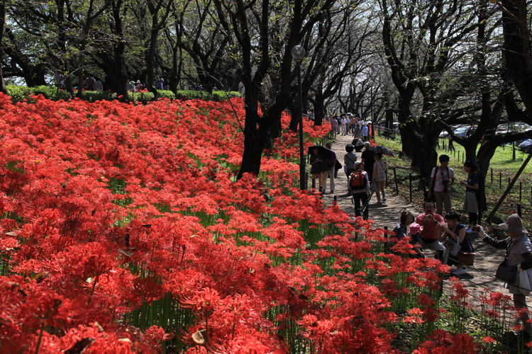 曼珠沙華まつりの写真