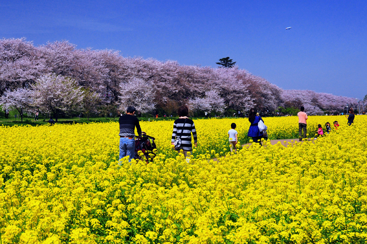 桜まつり