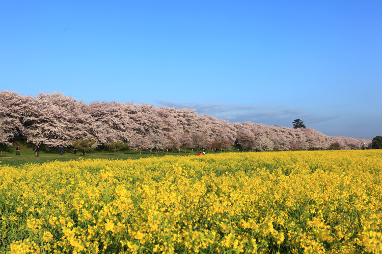 権現堂公園の桜と菜の花