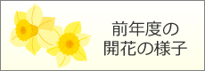 前年度の開花の様子