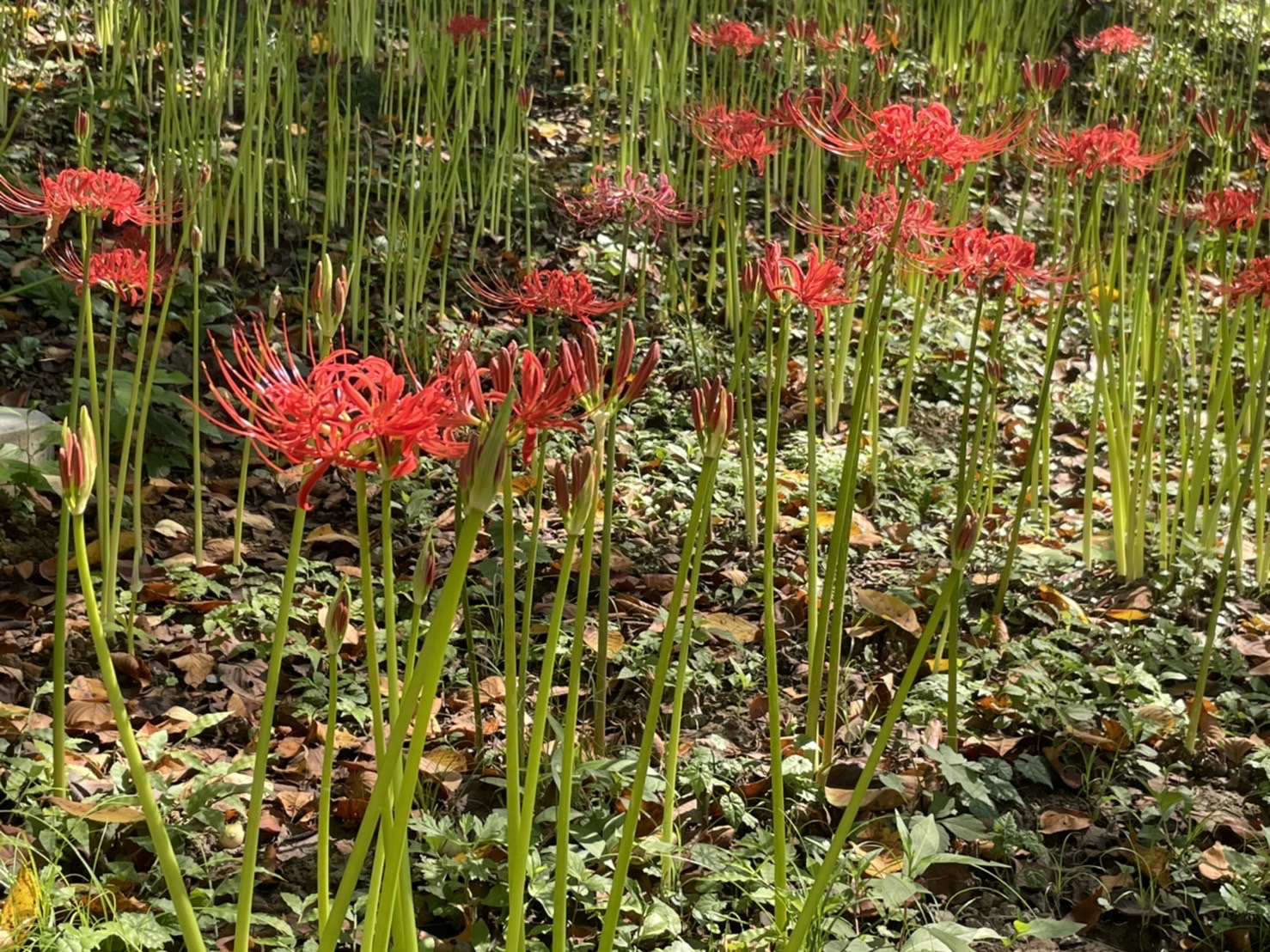 曼殊沙華の開花状況