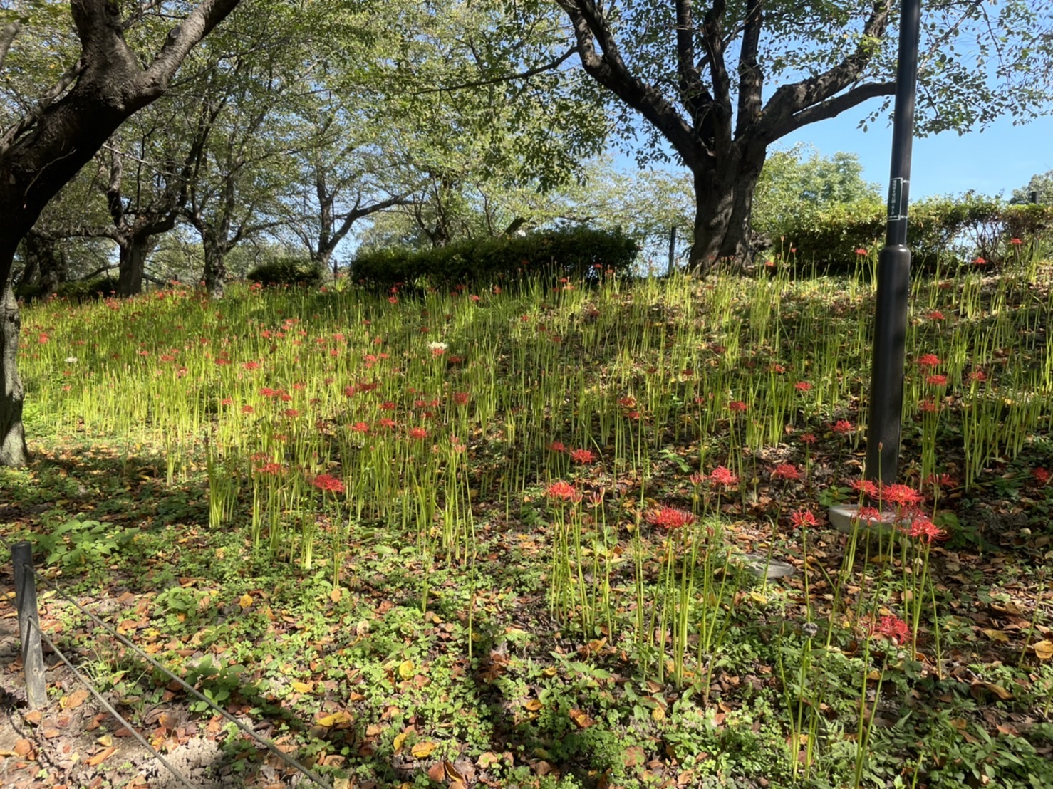 曼殊沙華の開花状況