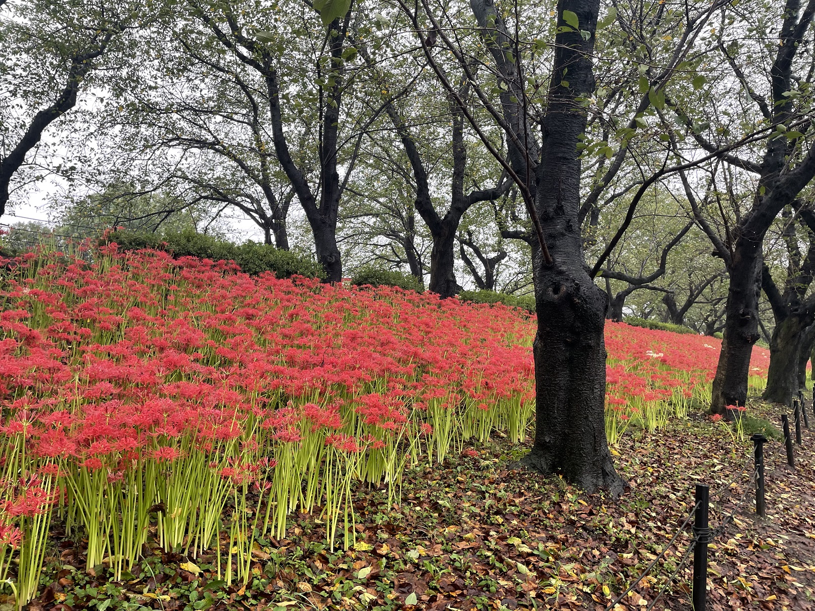 曼殊沙華の開花状況