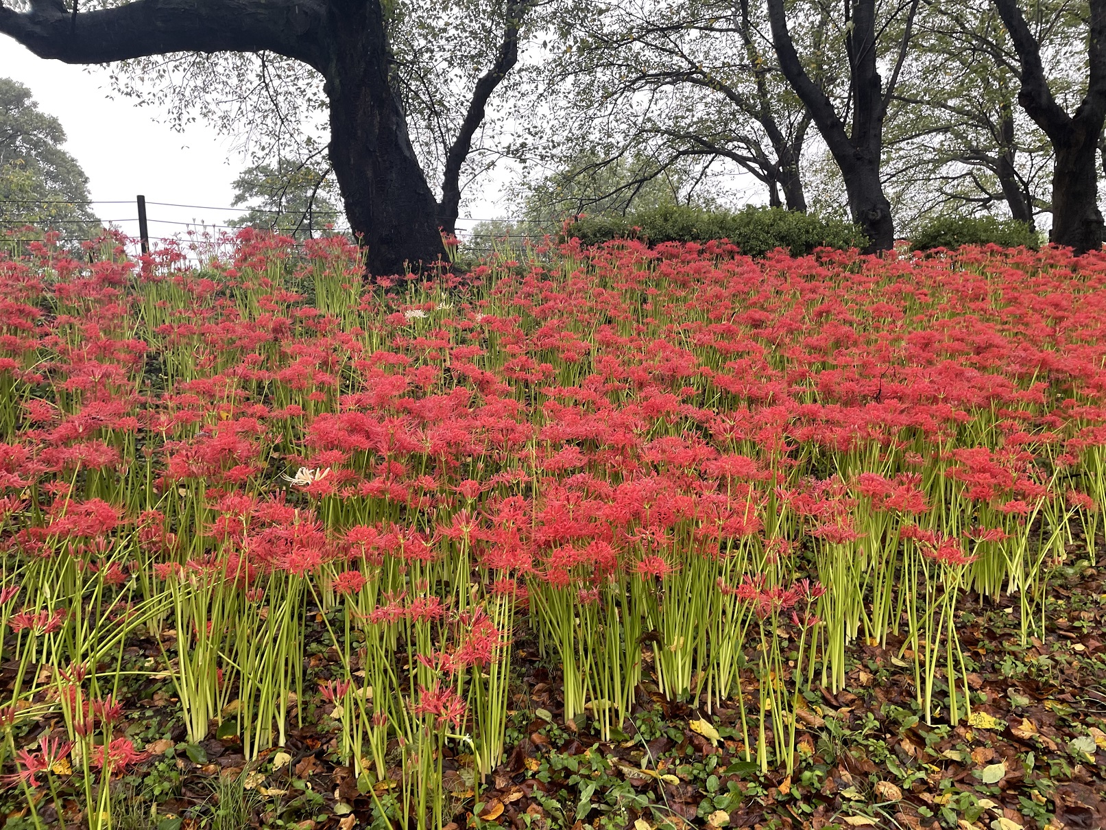 曼殊沙華の開花状況