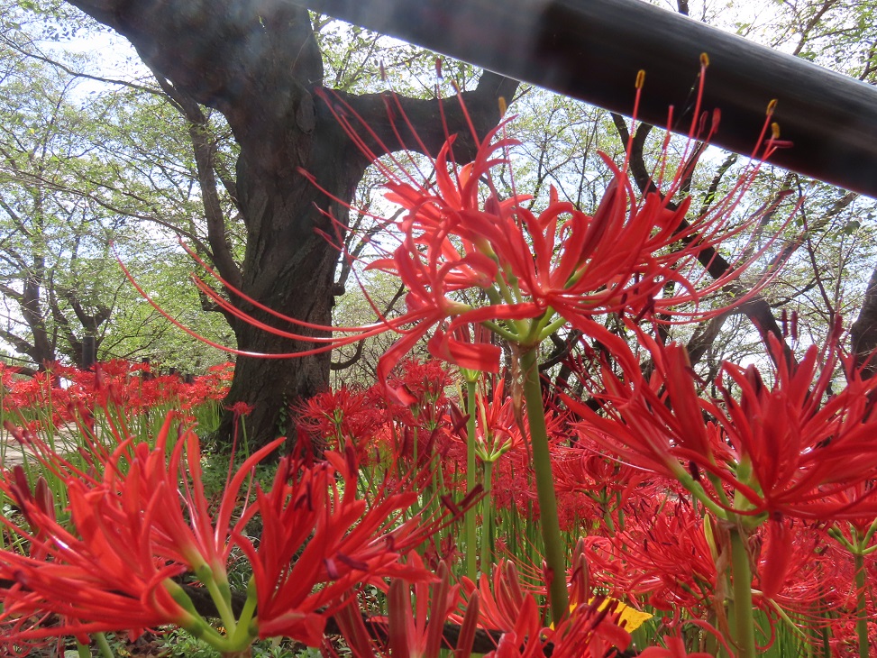 曼殊沙華の開花状況