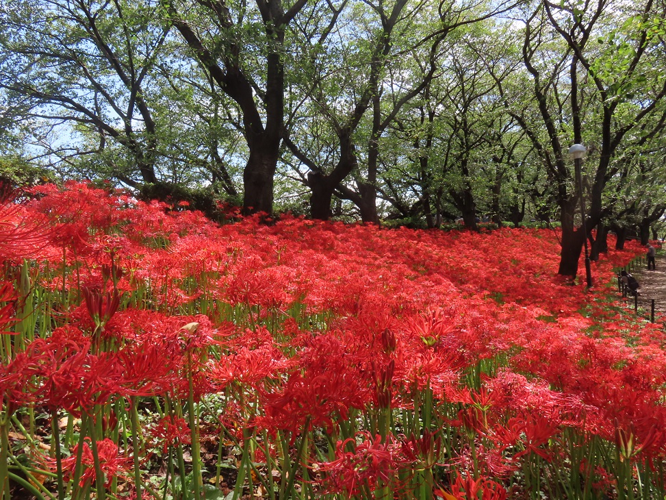 曼殊沙華の開花状況
