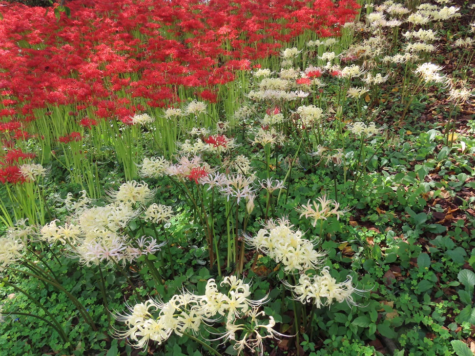 曼殊沙華の開花状況