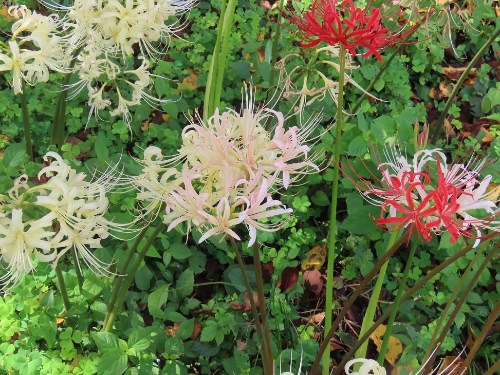 曼殊沙華の開花状況