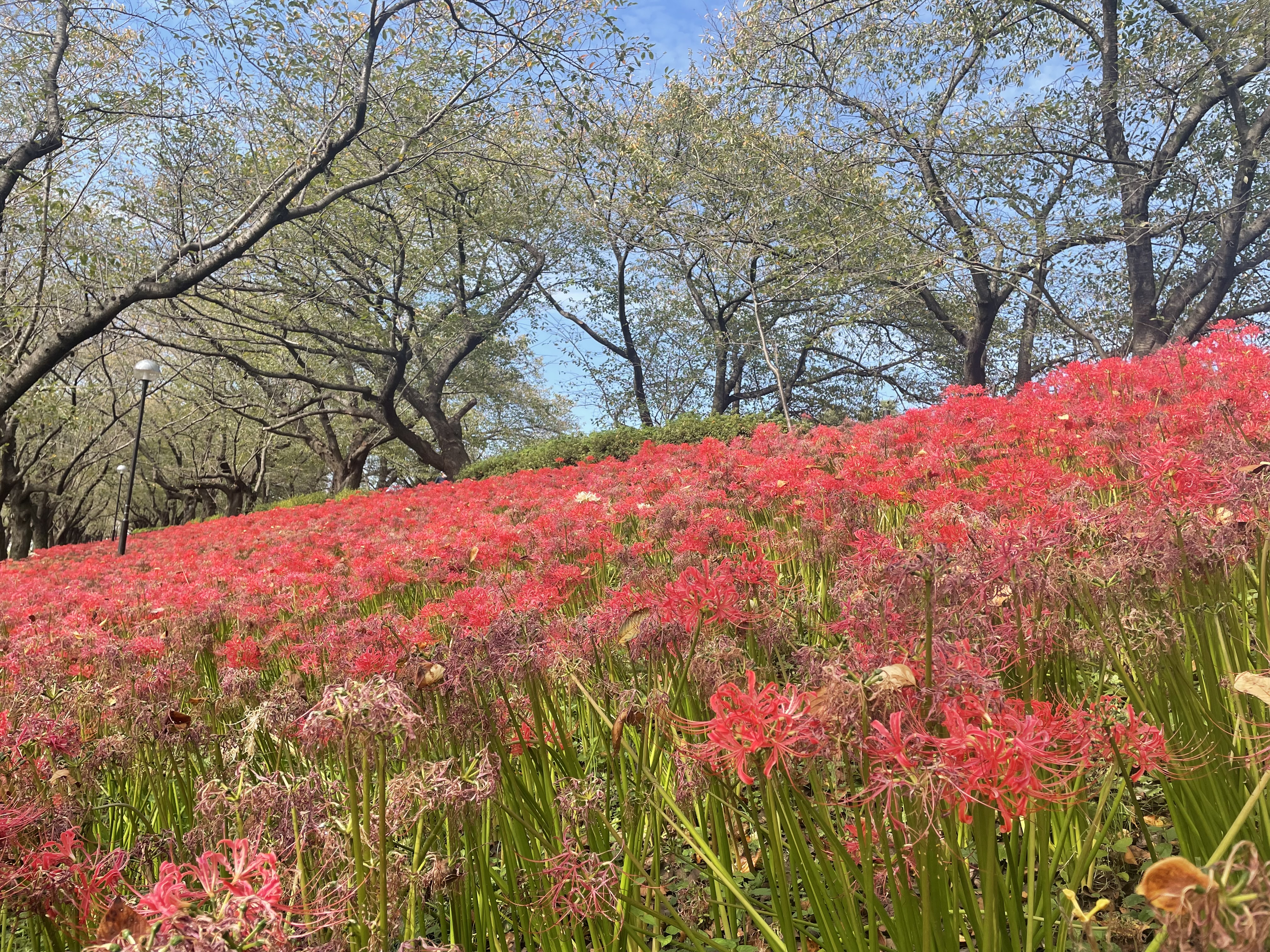 曼珠沙華開花情報2
