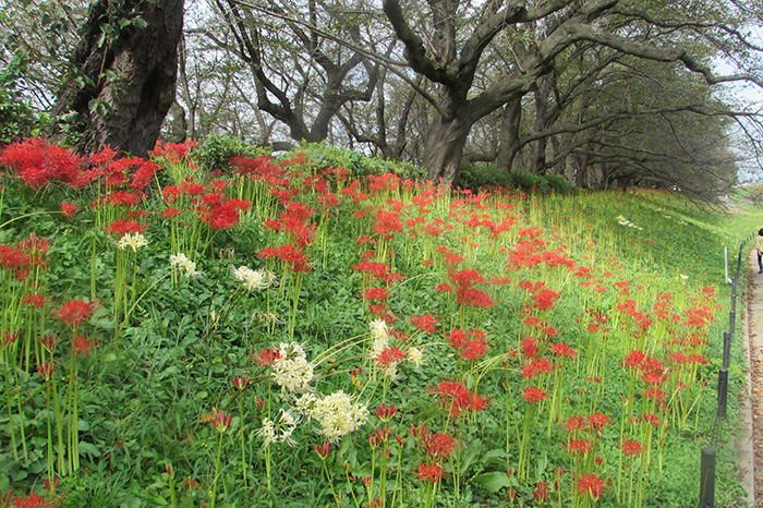 曼殊沙華の開花状況