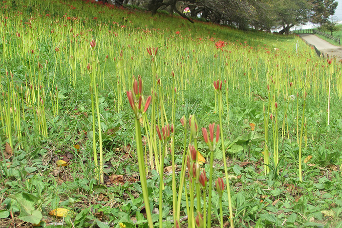 曼殊沙華の開花状況