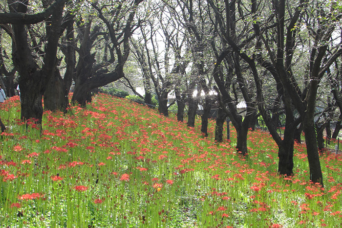 曼殊沙華の開花状況