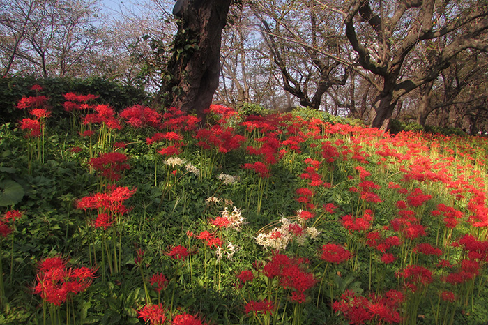 曼殊沙華の開花状況