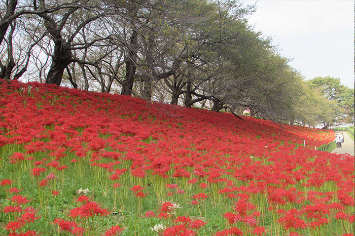 曼殊沙華の開花状況