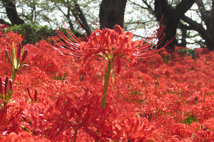 曼殊沙華の開花状況