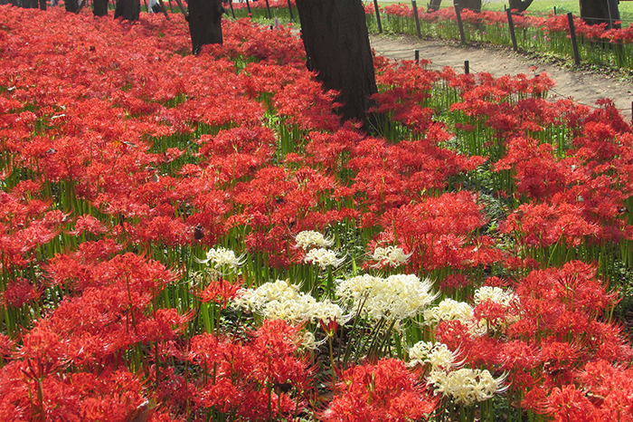 曼殊沙華の開花状況