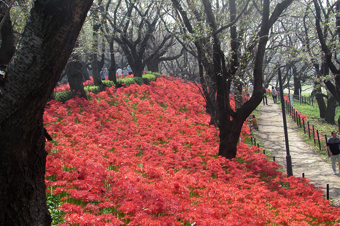 曼殊沙華の開花状況