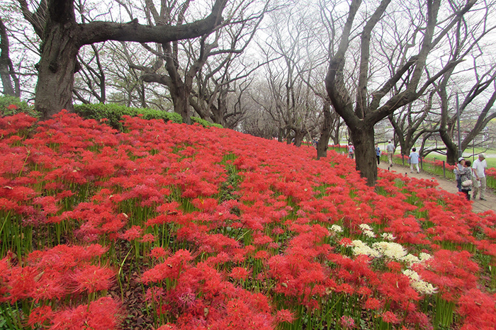 曼殊沙華の開花状況