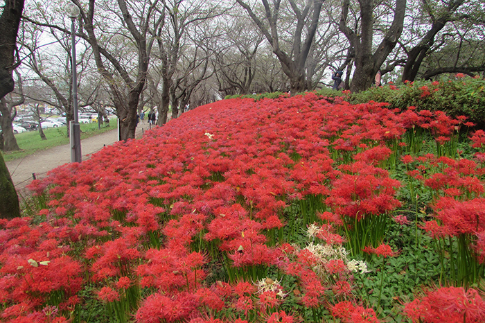 曼殊沙華の開花状況