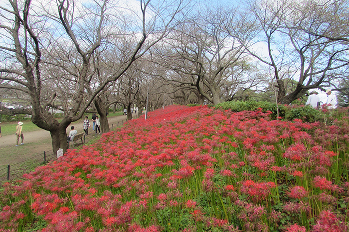 曼殊沙華の開花状況