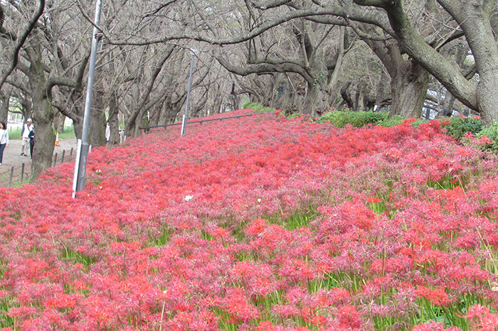 曼殊沙華の開花状況