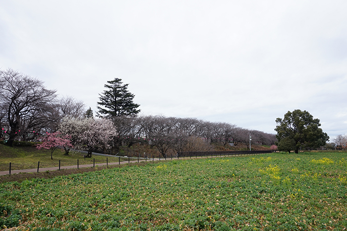 権現堂の桜