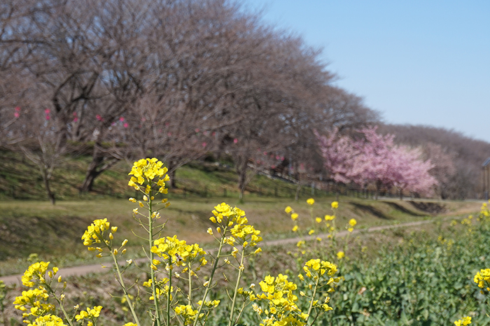 権現堂の桜