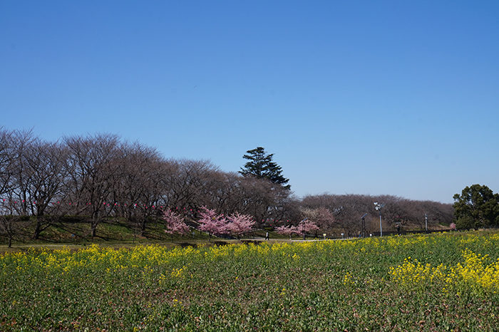 権現堂の桜