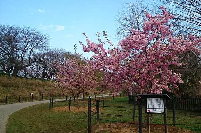 権現堂の桜