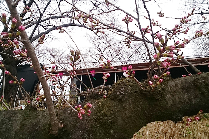 権現堂の桜