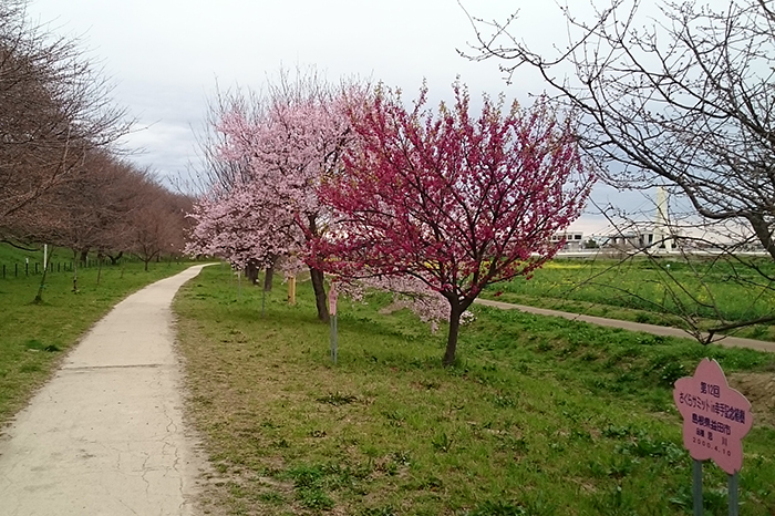 権現堂の桜