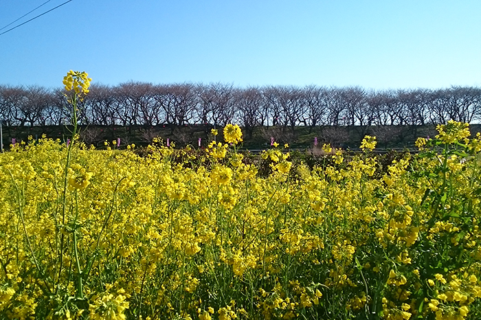 権現堂の桜