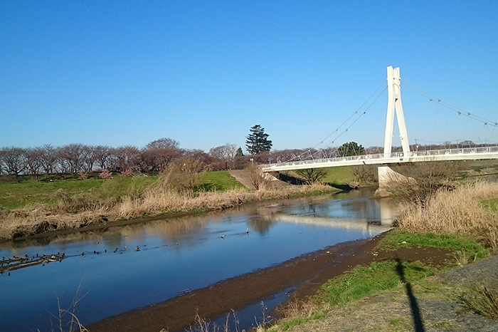 権現堂の桜