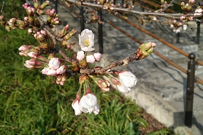 権現堂の桜