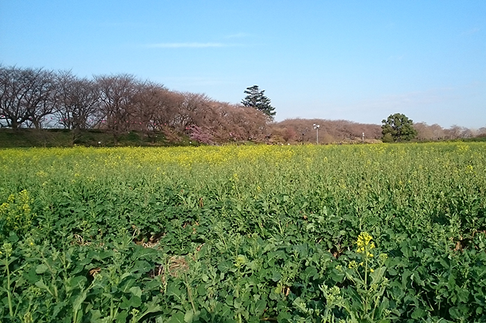 権現堂の桜