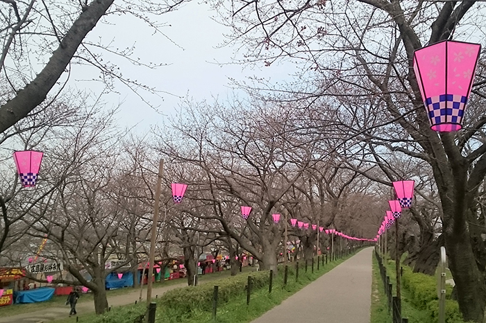 権現堂の桜