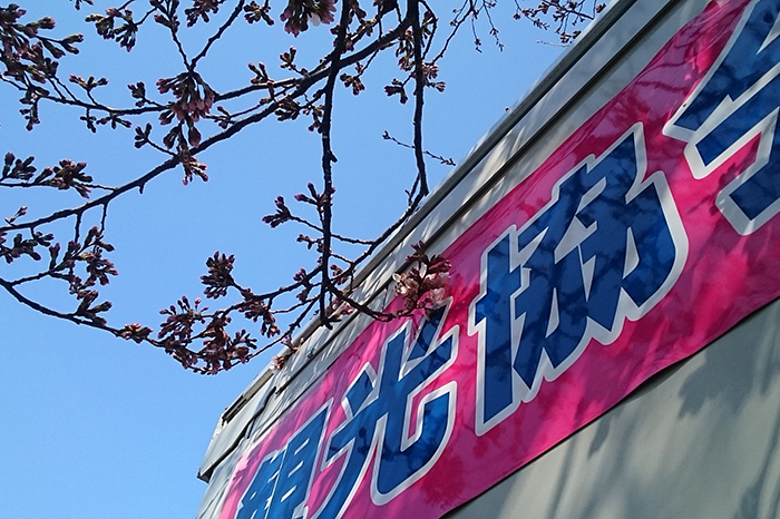 権現堂の桜