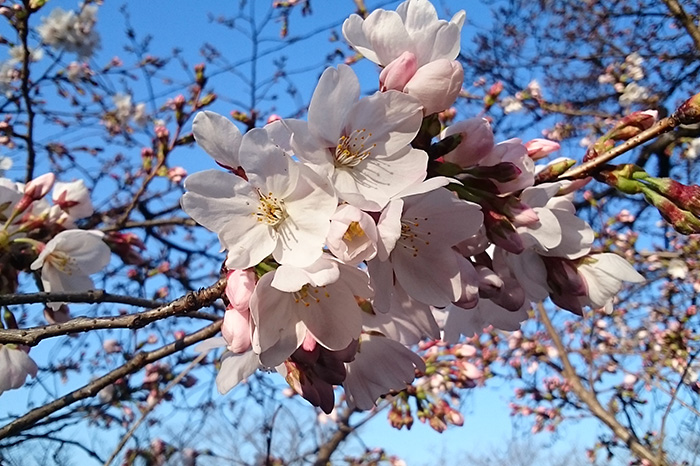 権現堂の桜