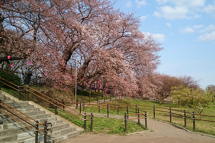 権現堂の桜
