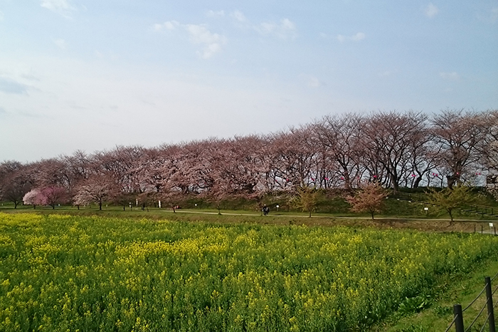 権現堂の桜