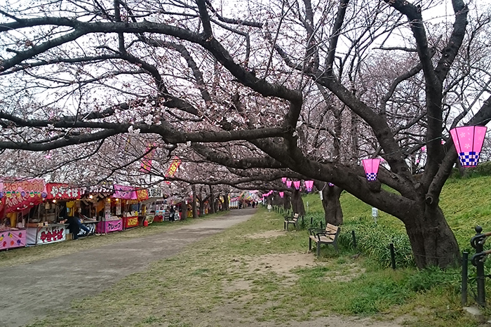 権現堂の桜