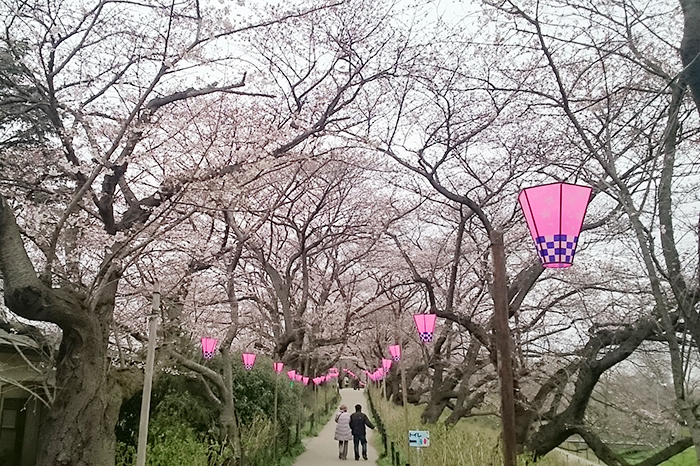 権現堂の桜