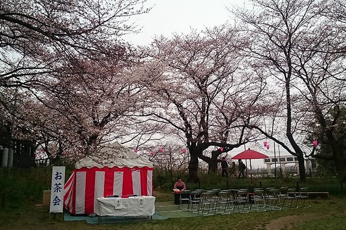 権現堂の桜