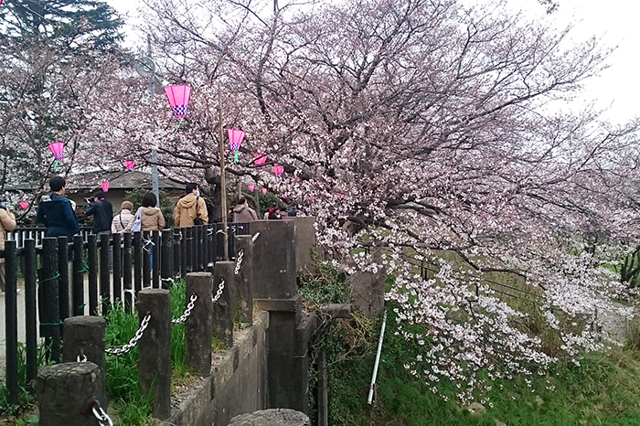 権現堂の桜