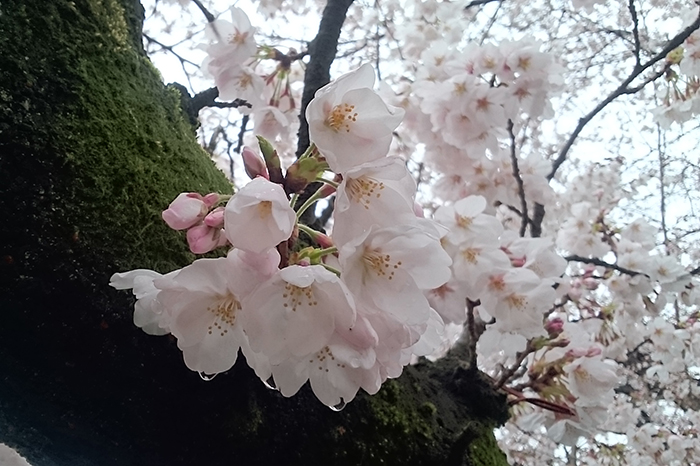 権現堂の桜