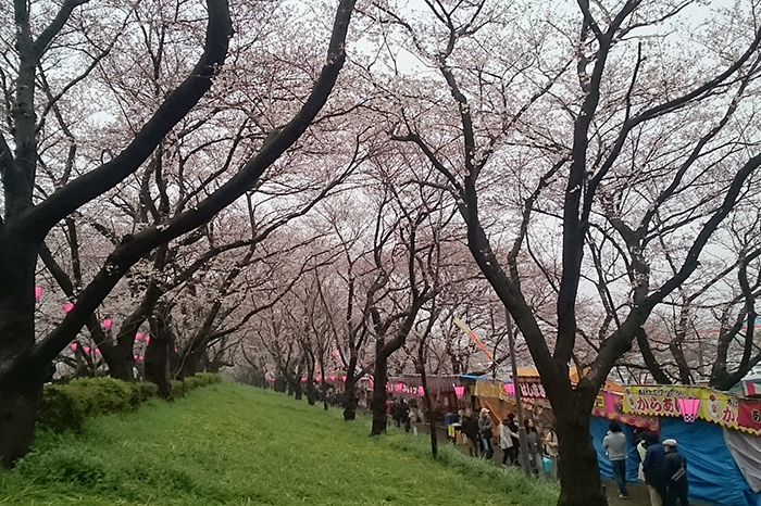 権現堂の桜