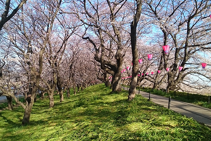 権現堂の桜