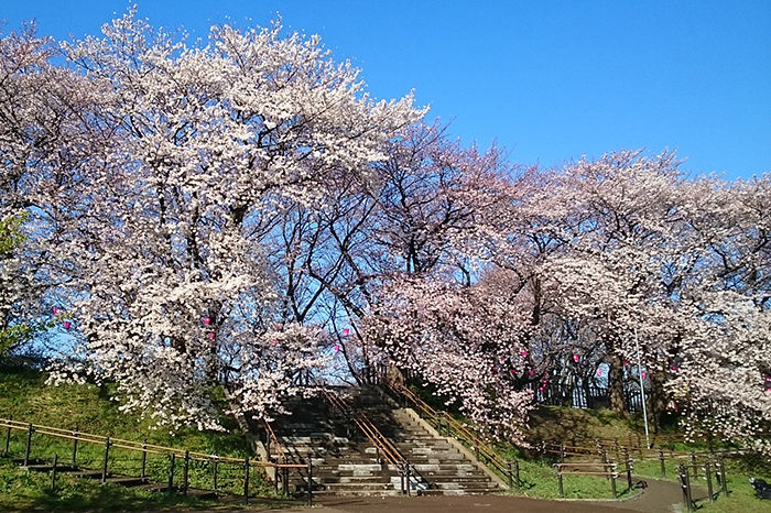 権現堂の桜