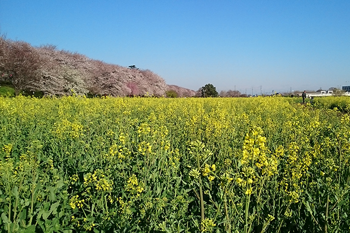 権現堂の桜